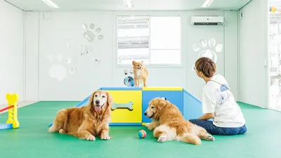 ワン・ブレラの室内ドッグランで犬と人が過ごす様子